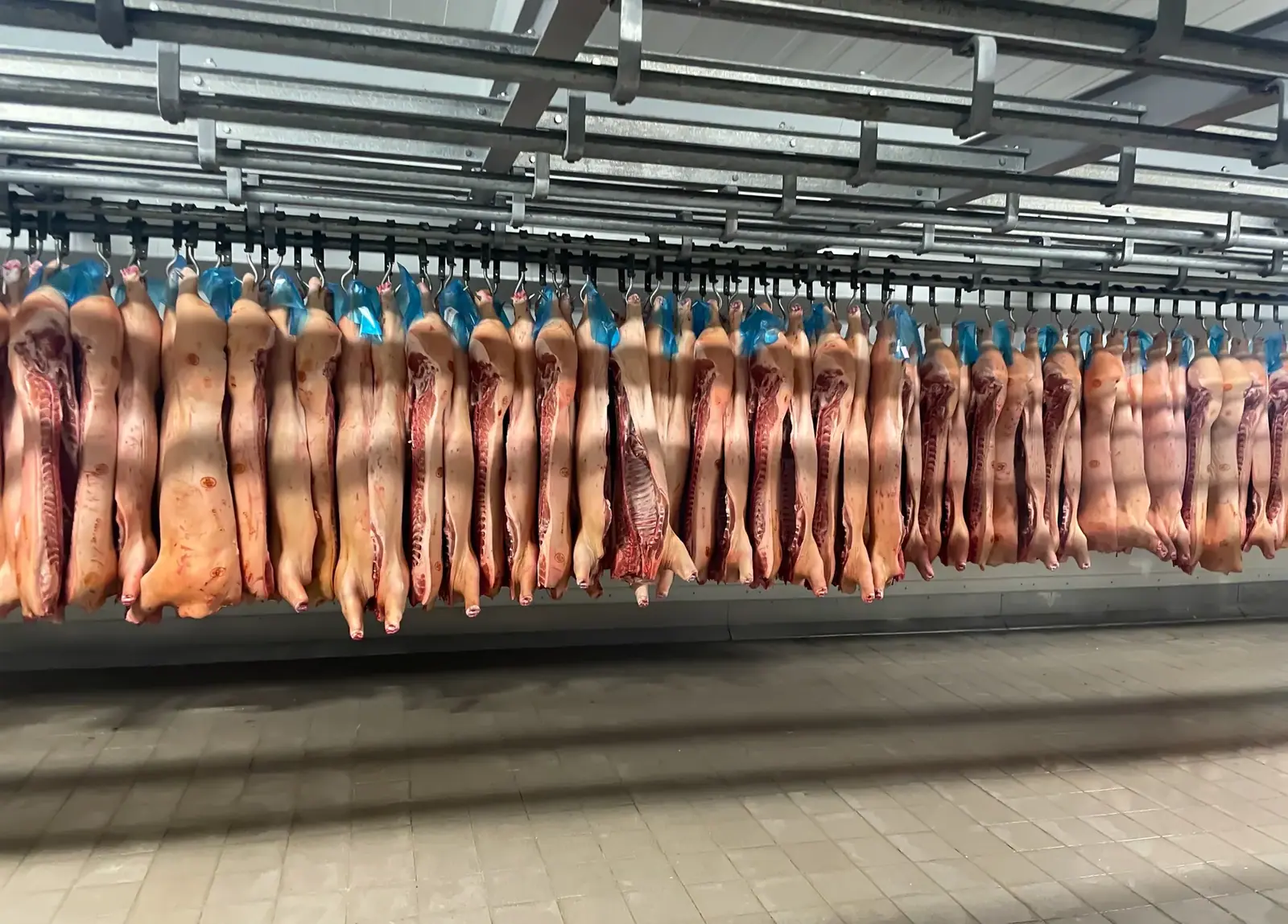 Simeonovgrad'da bir bahçede belgesiz 500 kiloya yakın et bulundu